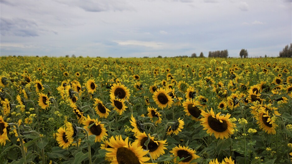 bewolkt 14 gr veld met zonnebloemen en koolzaad voor groenbemesting