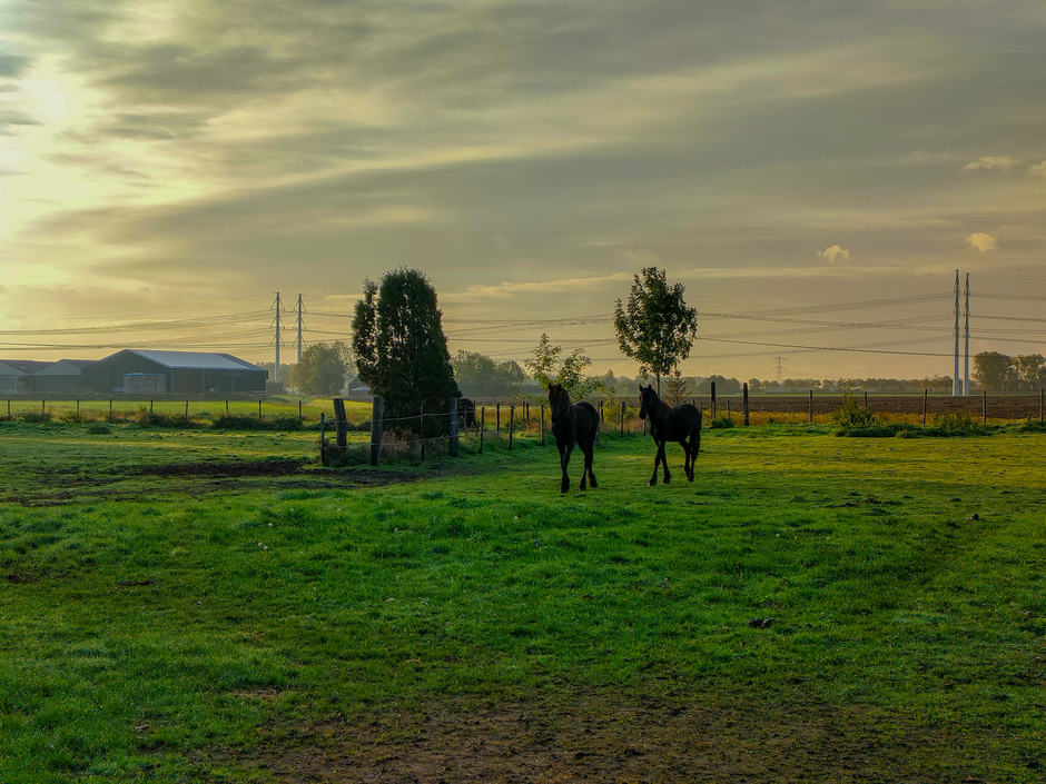 Friese paarden in de morgenzon 