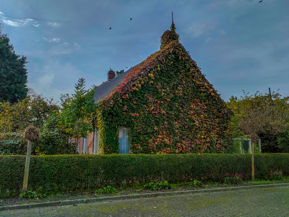 Klimop tegen het huis in herfstkleur 