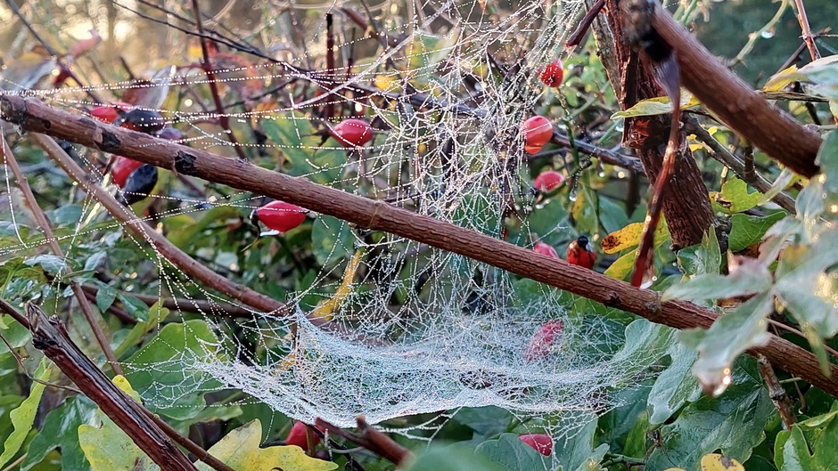 Spinnenweb en dauwdruppels 