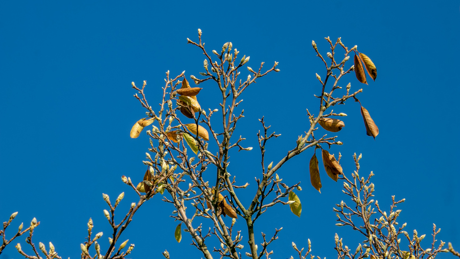 Magnolia in een blauwe lucht 