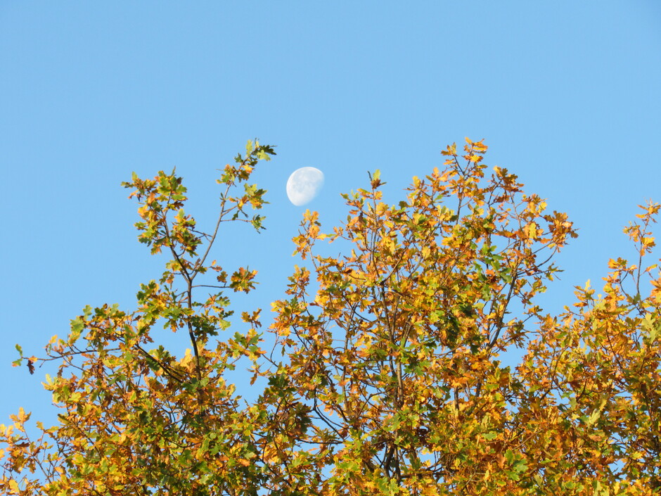 Het ochtendzonnetje schijnt op de boom met herfstkleuren en het heldere maantje