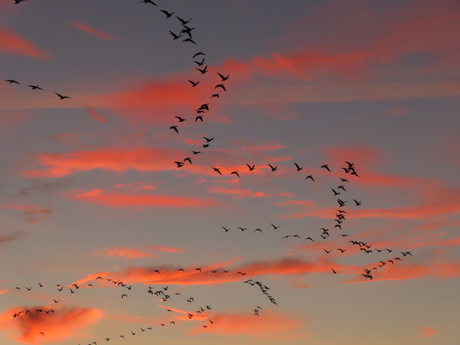 Overvliegende ganzen, zonsopkomst 