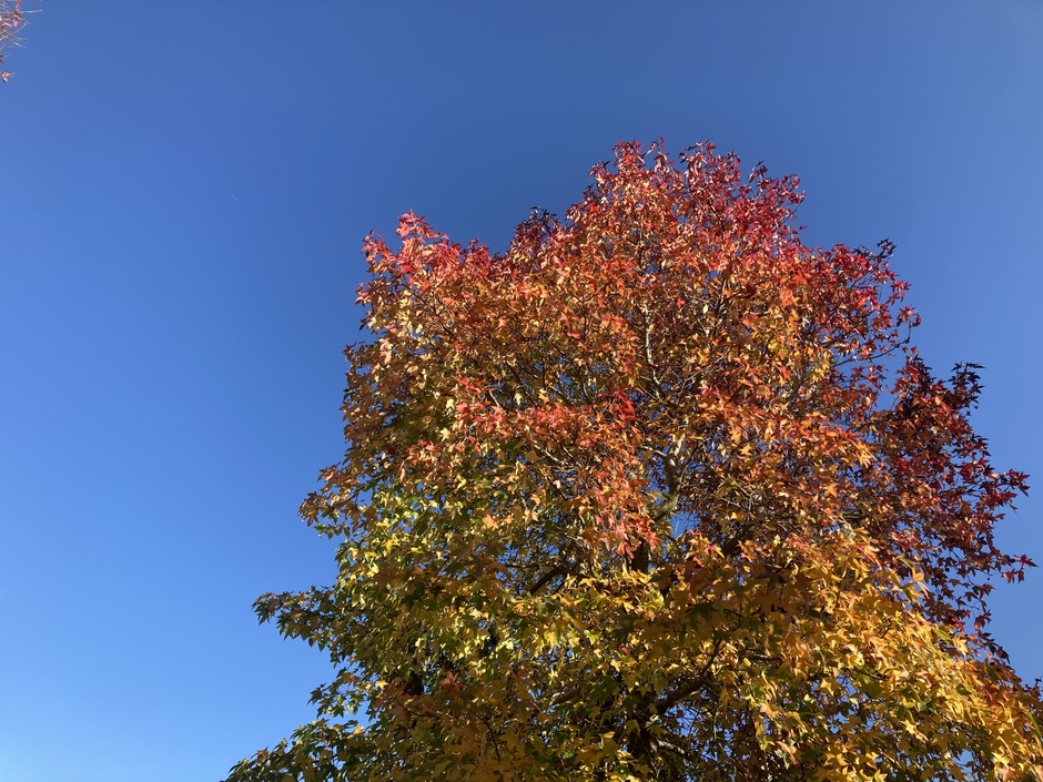 Prachtige herfstkleuren tegen een strakblauwe lucht
