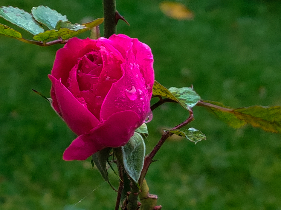 Regen op de laatste rozenknop 