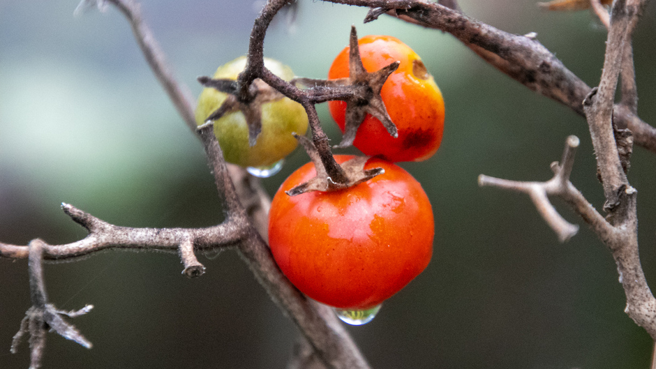 Cherrytomaatje in de regen