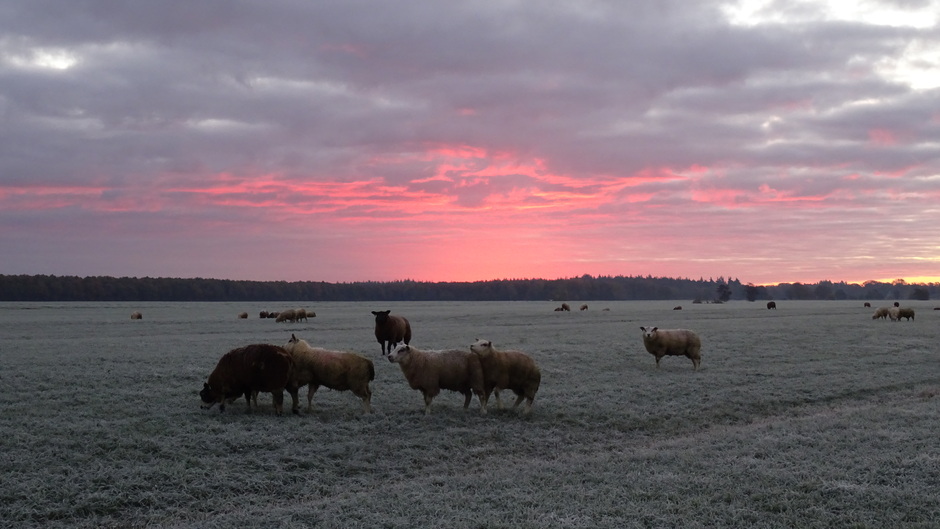 Prachtig ochtendrood met rijp en schapen
