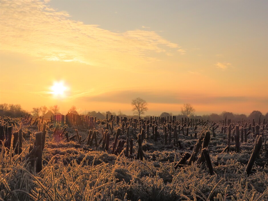 Prachtige zonsopkomst boven het bevroren mais maaiveld.