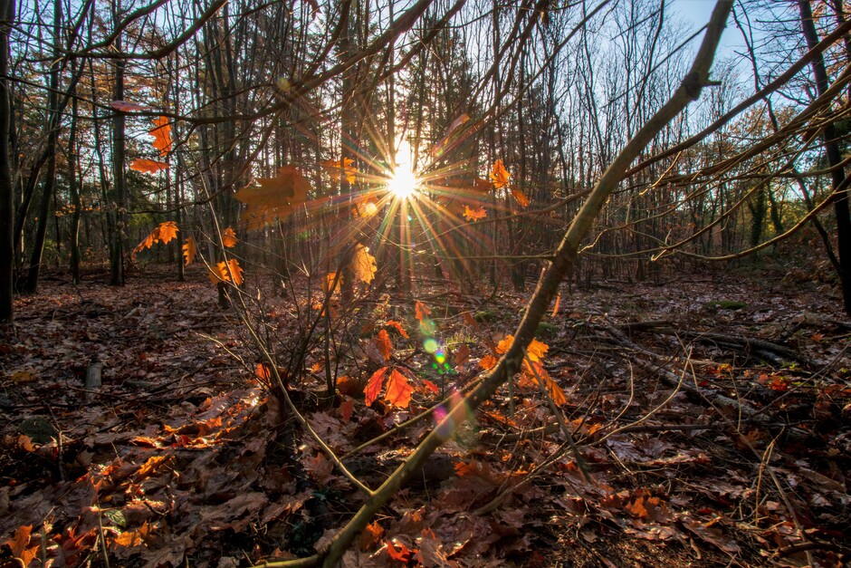 zonnige ochtend in het bos