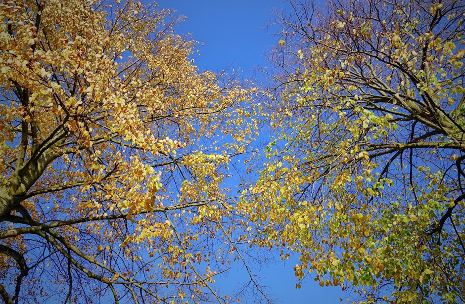 Zon en blauwe lucht vandaag, De laatste Herfstbladeren.