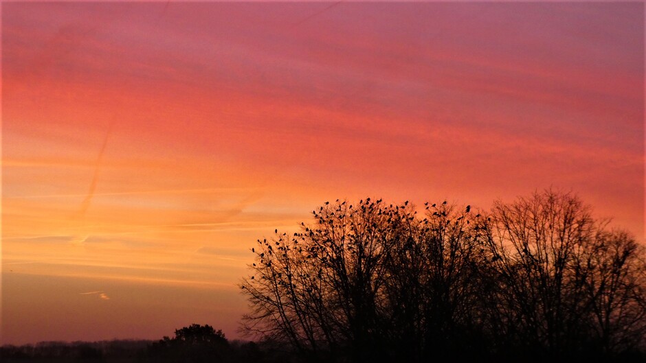 goedemorgen, ochtendrood en vogels bij zonsopkomst