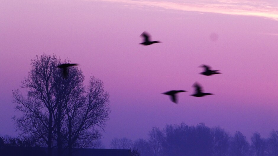De eenden vliegen bij zonsopgang