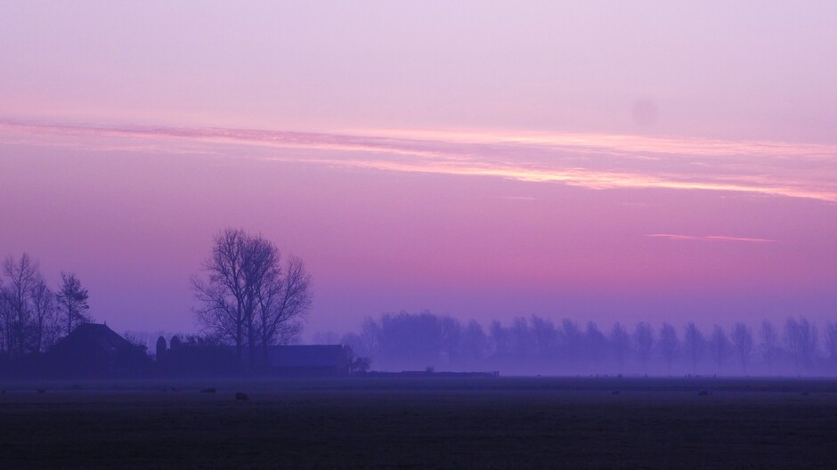 Roze-paarse mist op het weiland