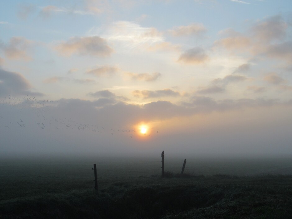 De stilte van de mist......alleen het geluid van de vogels...genieten van deze zonsopkomst