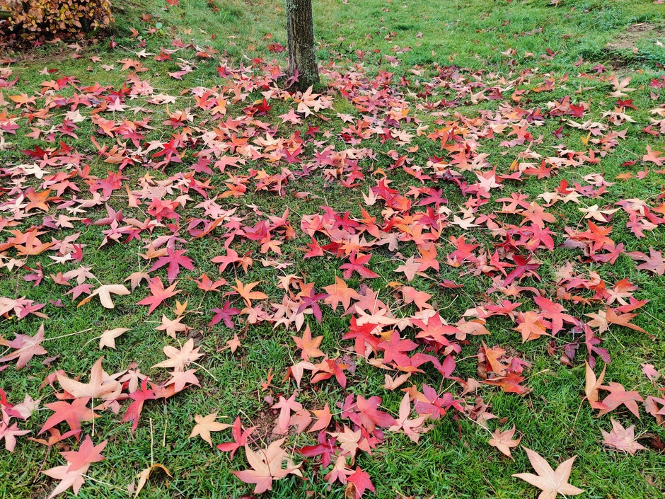 Kleurrijke bladeren.