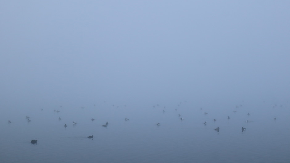 Watervogels in de mist