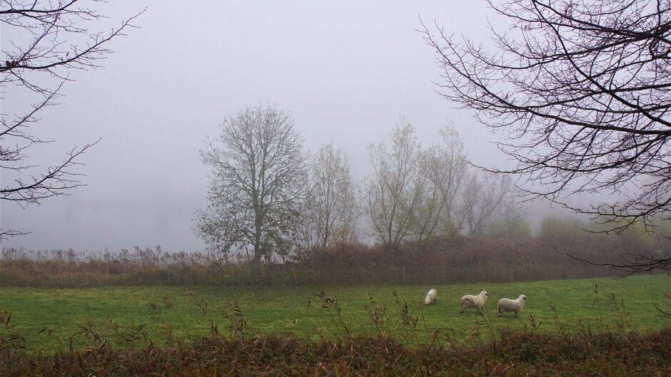 11.00 uur dichte mist bij de weel en schapen