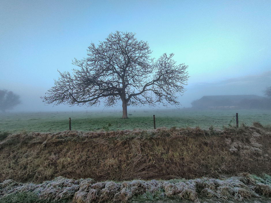 Walnotenboom in de mist en rijp langs de kant