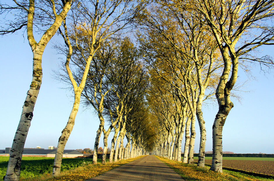 Zon geeft de bomen extra kleur. 13.30 uur, Geersdijk (Zeeland)