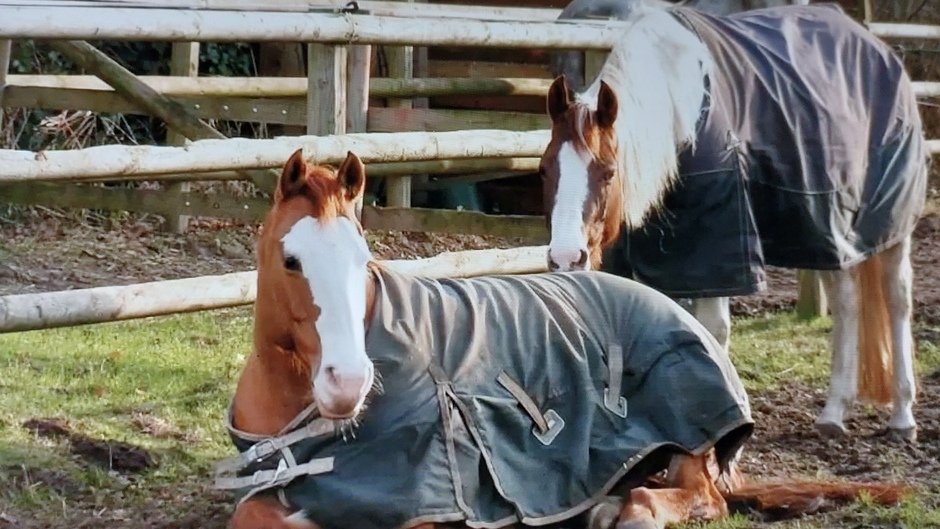 Paarden goed beschermd tegen de kou