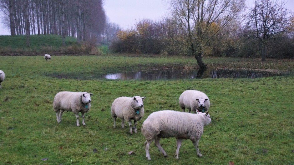 grijs weer 2 gr in de polder met schapen