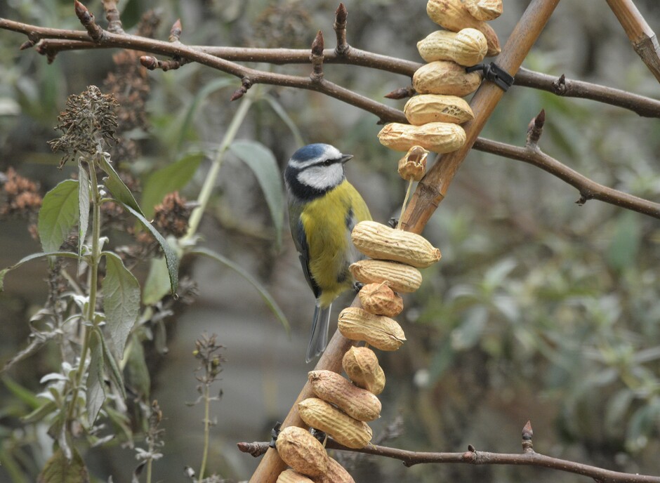 De vogels in de tuin maken dankbaar gebruik van het vogelvoer.