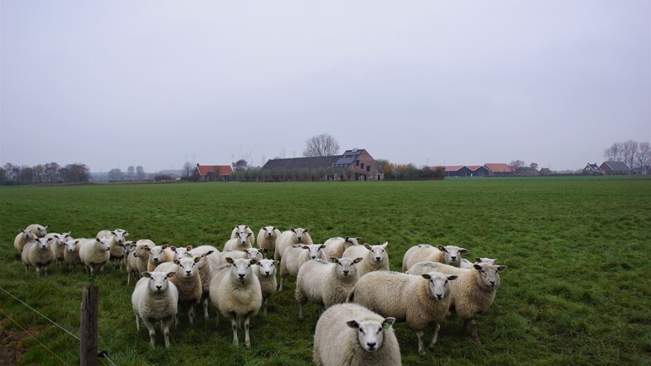 grijs en nevelig weer 2 gr in de polder met schapen en meestoof