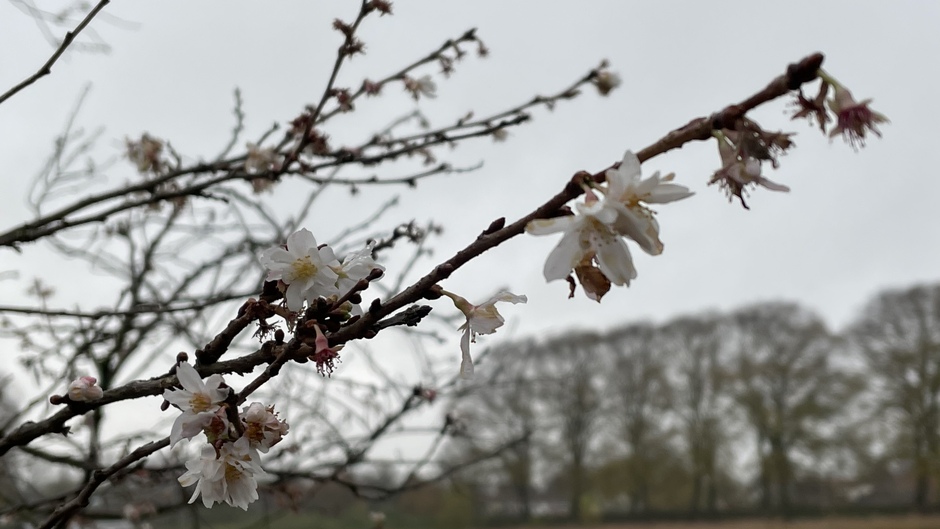 Winter-Flowering-Cherry 