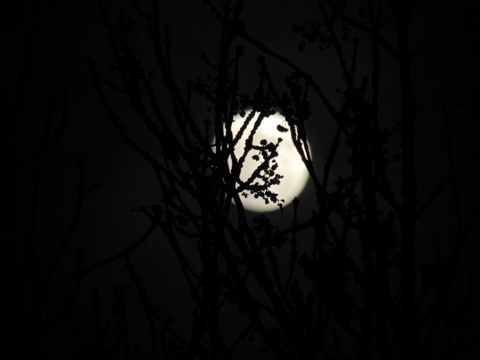 De maan achter de bomen...