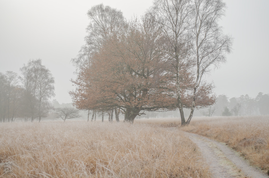 IJskoud en mist in Drenthe