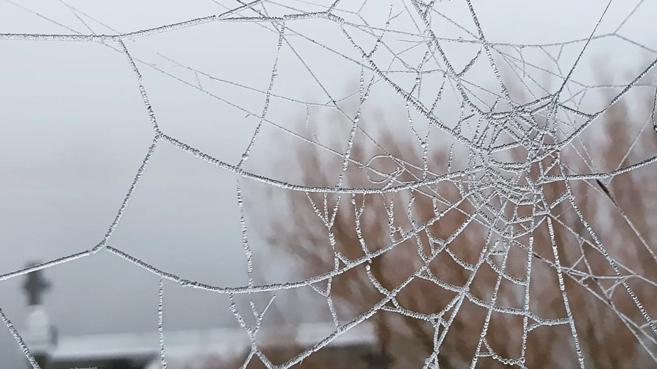 Bevroren spinnenweb 