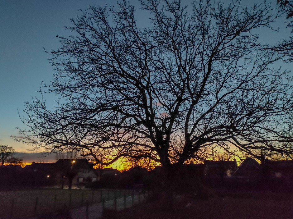 Walnotenboom in de zonsondergang 