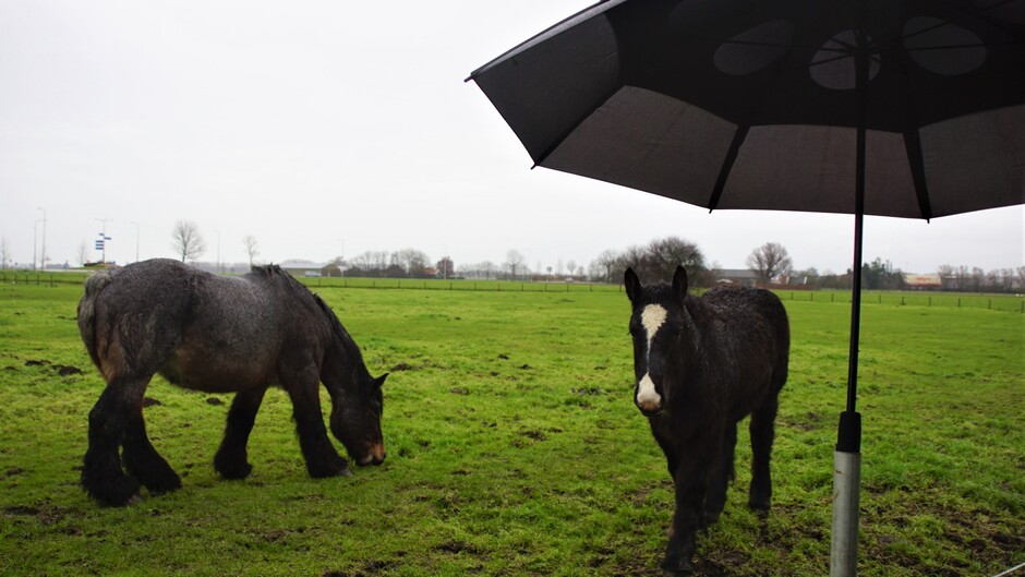 grijs en regenachtig paraplu weer in de paarden wei met moeder en dochter  nat 10 gr 