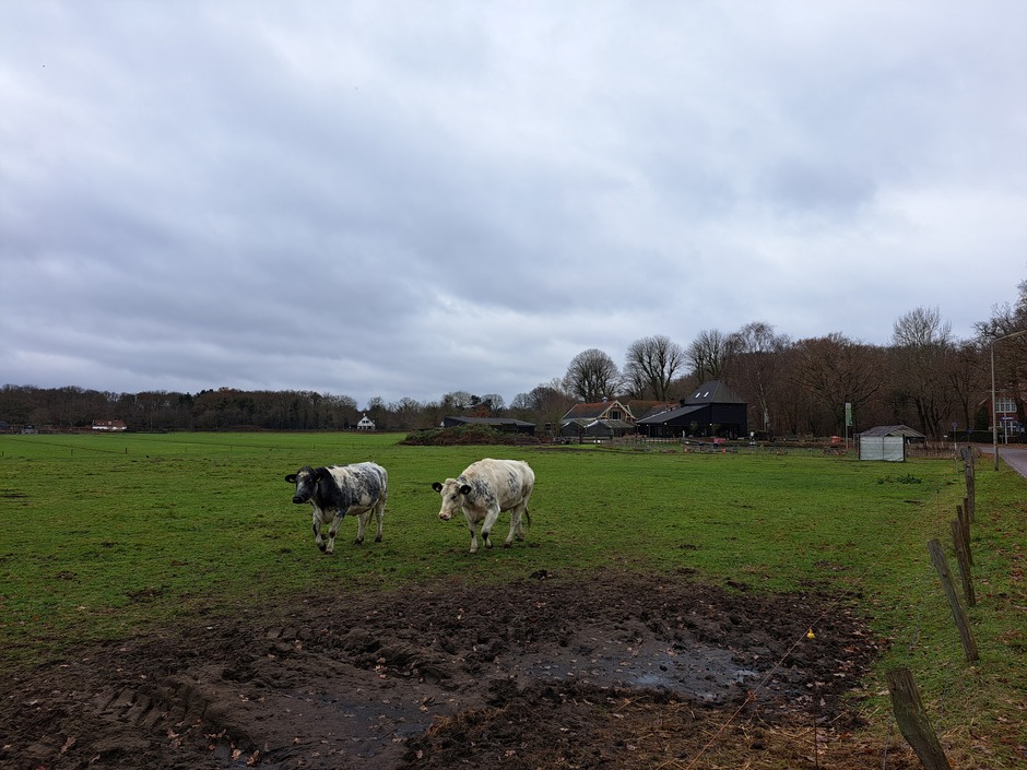 Koeien in het weiland 
