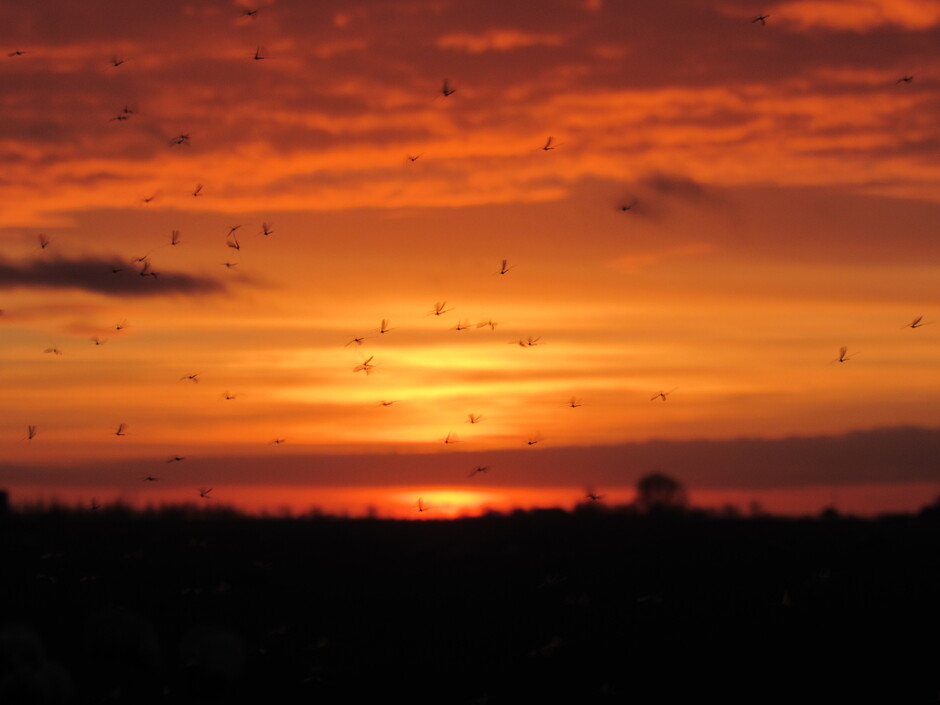 Veel vliegen tijdens de zonsondergang zojuist