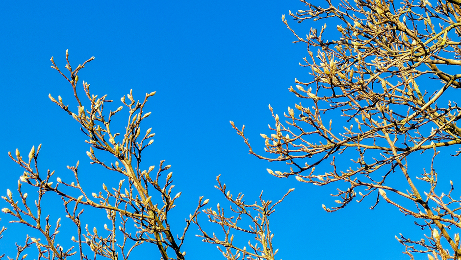 Knoppen magnolia in een blauwe lucht