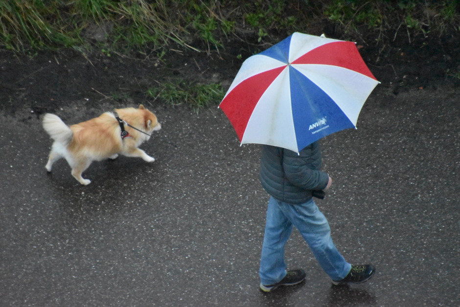 Hondenweer,veel regen en wind, lijkt wel herfst