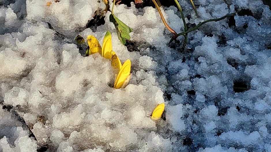 Knoppen in de sneeuw 