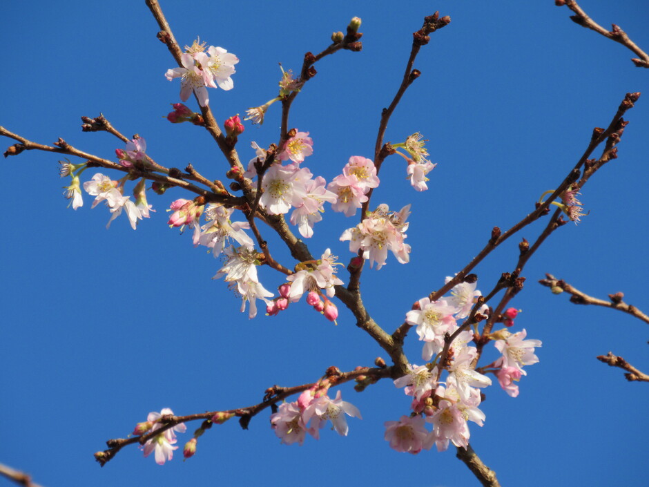 Niet alleen sneeuw in de winter maar ook dit voorjaarsachtige beeld, de Prunus, een echte winterbloeier toont z'n mooie roze bloesem, op een  winterse, zonovergoten dag