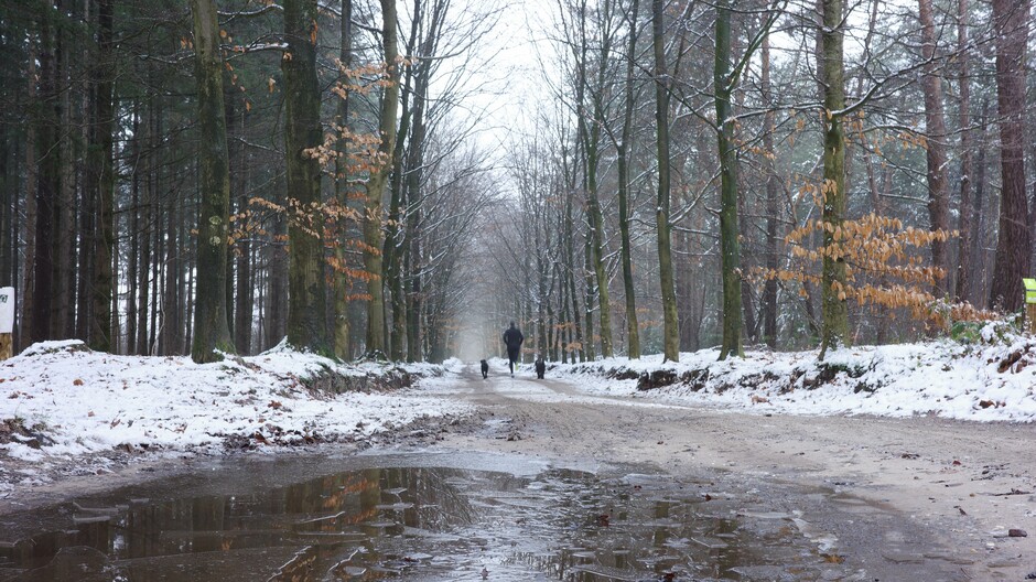 Ijs, sneeuw en een prachtig winters bos op de Utrechtse Heuvelrug 