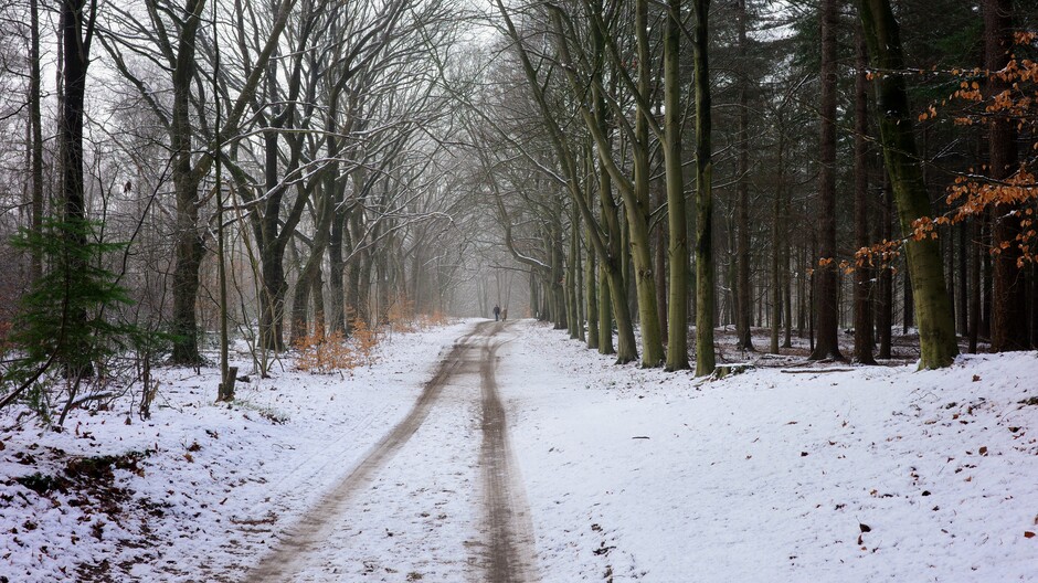 Schitterend sneeuwlandschap in het bos op de Utrechtse Heuvelrug 