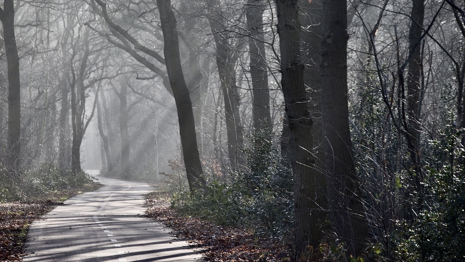 Zonnestralen en mist maken er iets moois van. Zuidwolde, Drenthe.