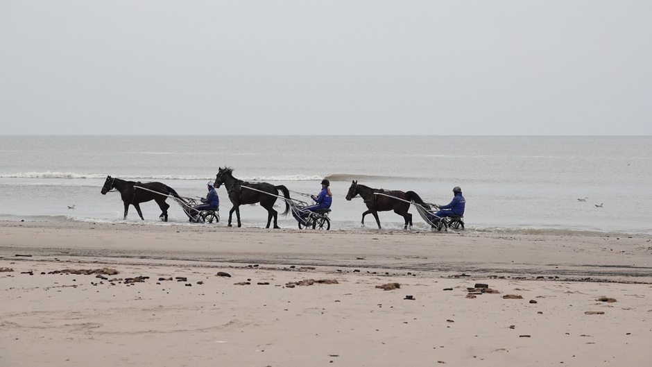 Paardensport op het strand 