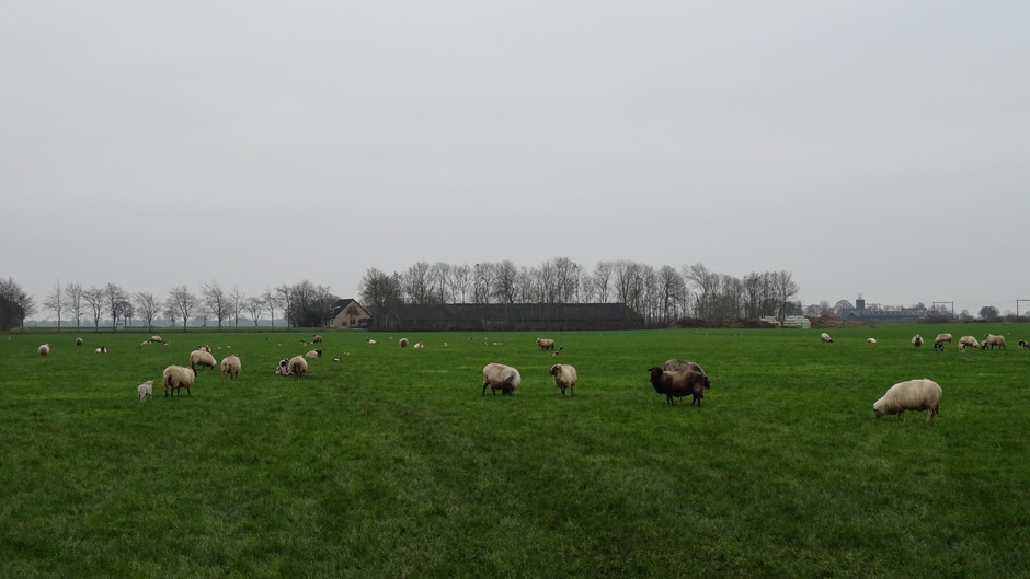 Grijs weer met schapen en lammetjes in de wei