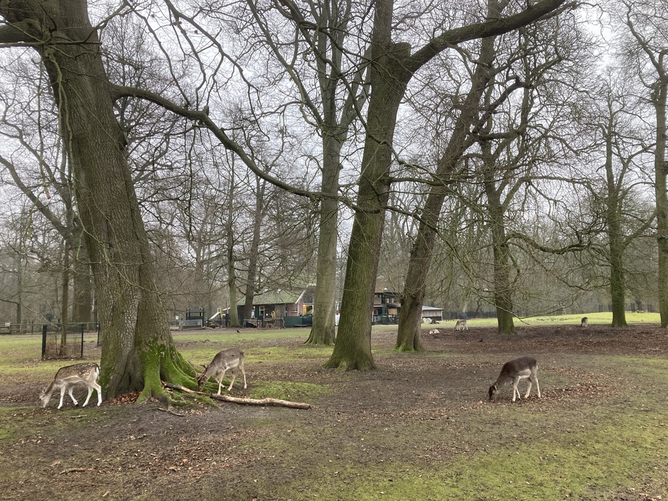 Hertenkamp in de Haarlemmerhout 