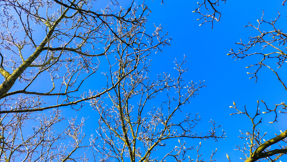 Magnoliaknoppen in een blauwe lucht