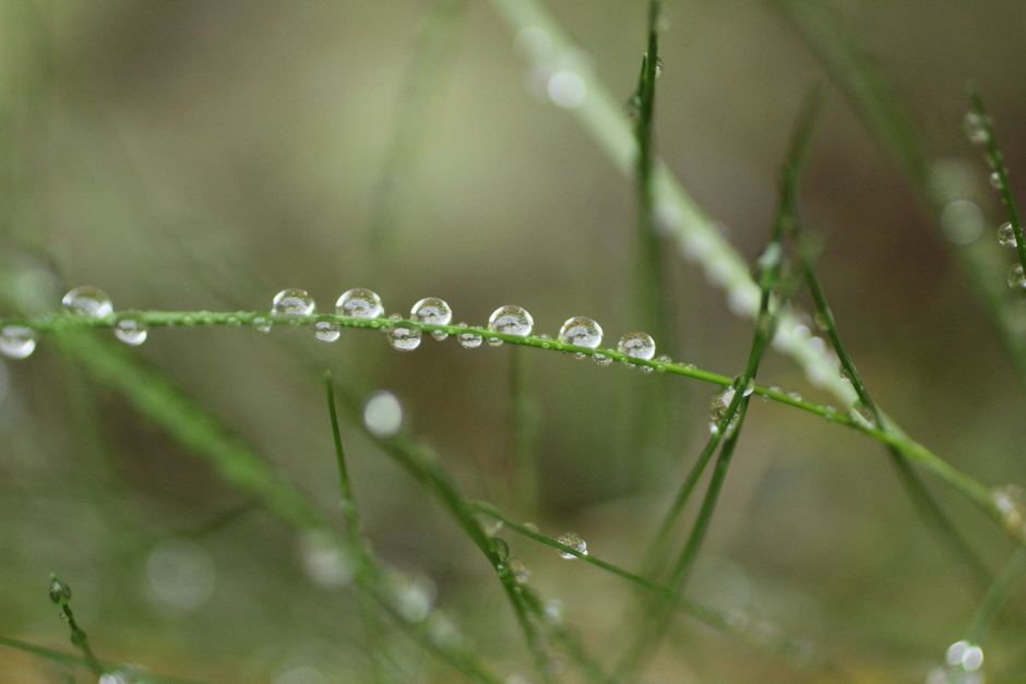 regendruppels op gras 