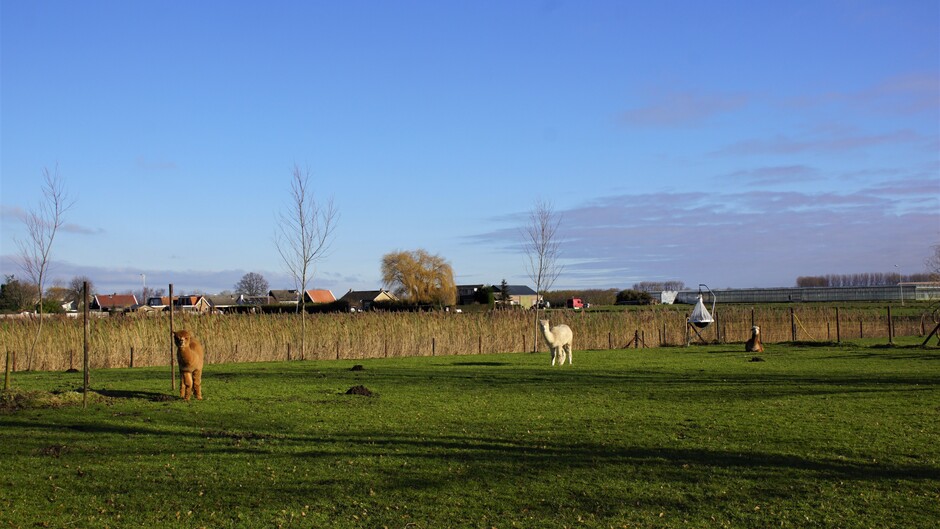 zonnig en blauwe lucht 4 gr alpaca`s in de wei  11.30 uur