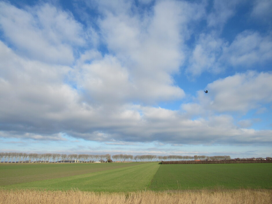 Geregeld zon, mooie wolkenluchten en een frisse wind in de polder bij Geersdijk, Zeeland
