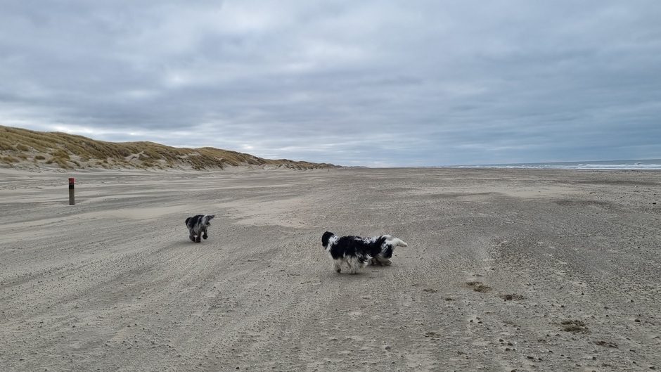 Rustig op Texel met spelende honden